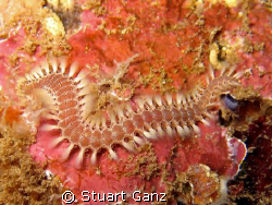 Fireworm, taken with Canon IXY DIGITAL 80 F5.6 1/60's by Stuart Ganz 
